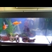 thumbnail Our fish