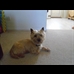 thumbnail Rosie the Carin Terrier