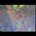 thumbnail Some tadpoles we found